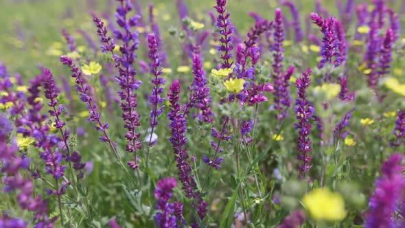 Summer Meadow with Lupins Flowers Swaying in the Wind