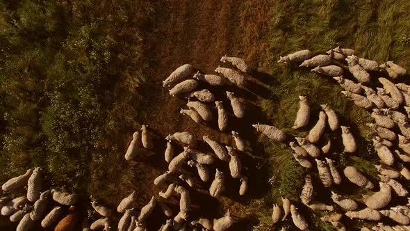 Top View of Sheep Herd