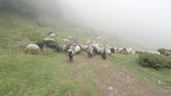 Flock of sheep on a hill