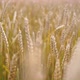 Yellow Wheat Field - VideoHive Item for Sale