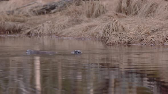 Eurasian otter in peatland river dives in search of food in Sweden