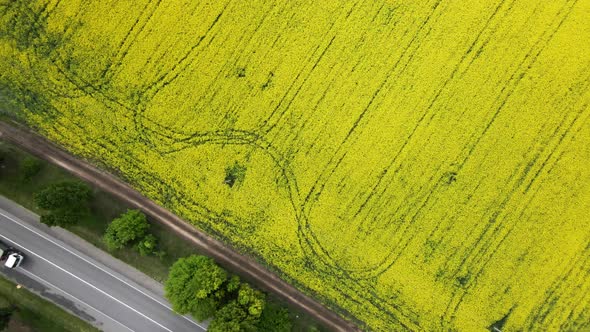 Road with Cars Through Field Aerial View of Spring Rapeseed Flower Field