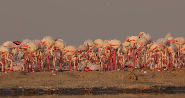 Eggs Hatch in a Lake in Africa on the Shores of His Flamingo