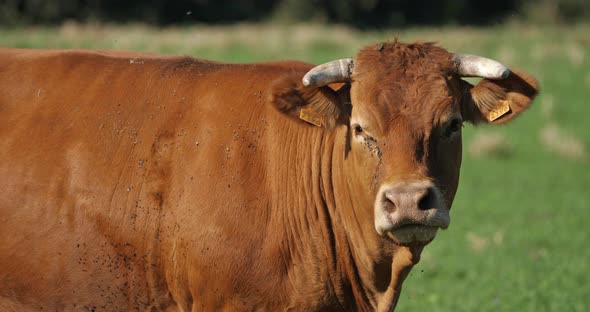 Male of the limousin cattle. The limousin is a French breed of beef cattle.