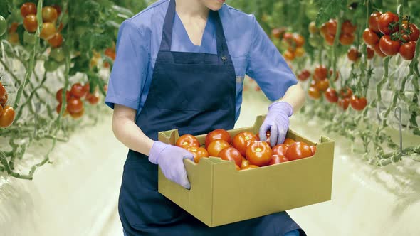 Agricultural Industry, Fresh Vegetables Concept. A Worker Checks Tomatoes in a Basket.