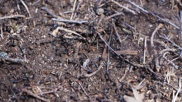 Pine Forest Anthill