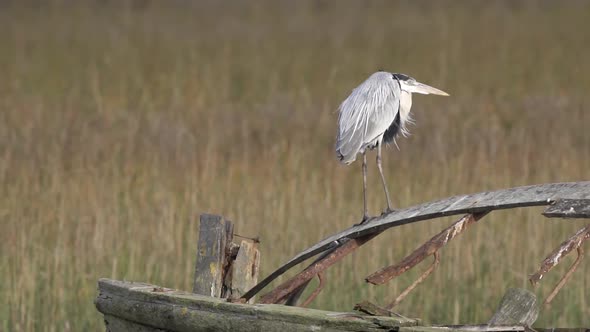 Wild Majestic Cocoin Heron Standing On Piece of Wood in Field Meadow, Looking Into Distance While Wi