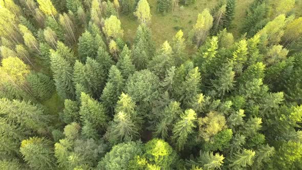 Aerial view of green pine forest with canopies of spruce trees in summer mountains