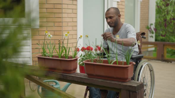 Portrait of Disabled Male Gardener in Wheelchair Smelling Spring Flowers on Backyard Porch