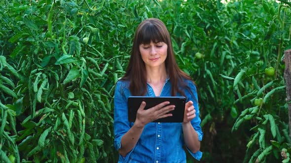 Beautiful Farmer Female Girl Checks Quality of Tomato in Green House with Tablet