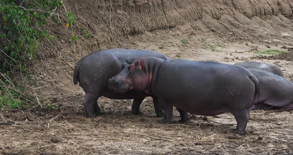 Hippopotamus, hippopotamus amphibius, Masai Mara park in Kenya, Real Time 4K