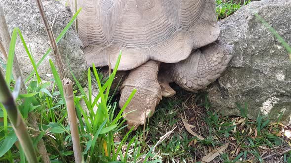 Top view of large tortoise eating grass in a natural habitat. Giant brown tortoise plucking grass in