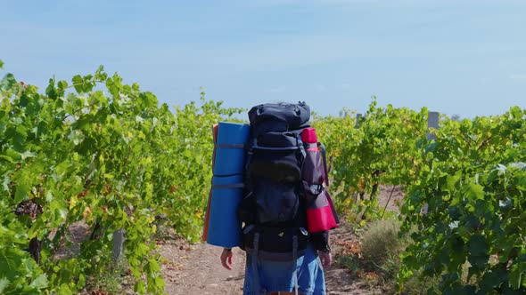 Girl Traveler Walks Along the Grape Field