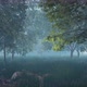 Forest Of Trees Covered With Fog At Dawn (2) - VideoHive Item for Sale