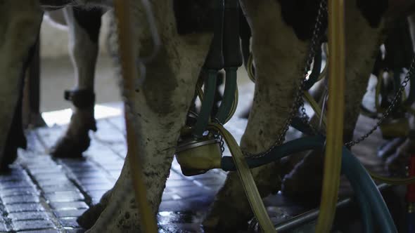 Up close view of milk being pumped from cows udders