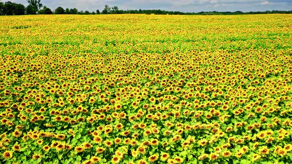 Stunning sunflower field in sunny summer, aerial view