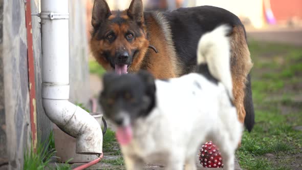 A Beautiful German Shepherd Drinks Water Looking Directly Into the Camera