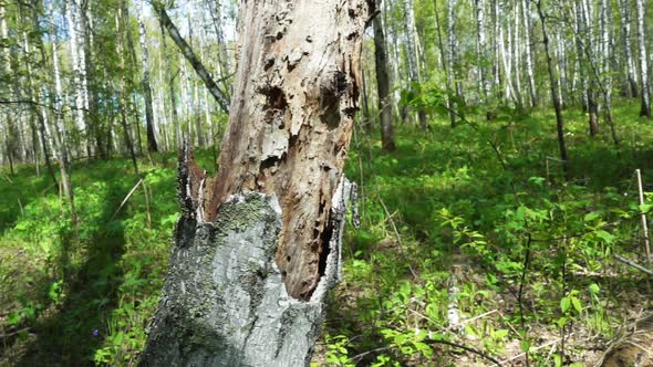 Spring Forest