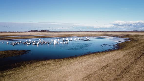 Aerial view of large flock of bean goose (Anser serrirostris) and whooper swans (Cygnus cygnus) rest