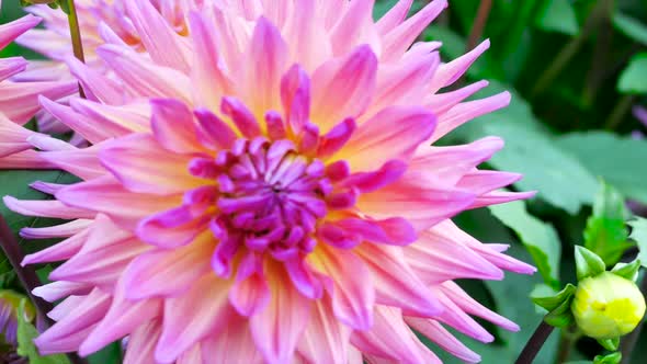 Beautiful Pink Chrysanthemum