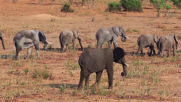 African Bush Elephants walk slowly across arid landscape in the Chobe