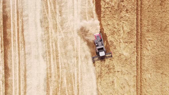 Aerial View. Grain Gathering in a Field. People Work During the Harvest Season
