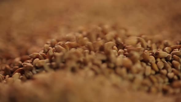 Close-up shot of select wheat grain pouring, country's agricultural production