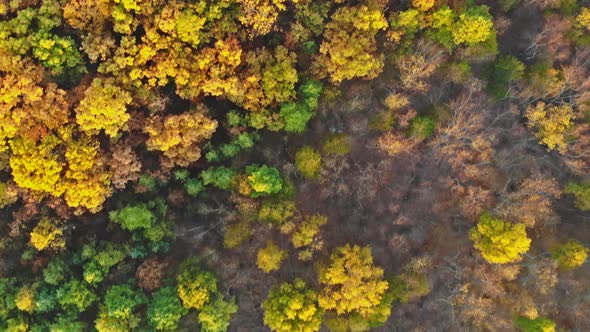 View of the Autumn Forest in the From a Height