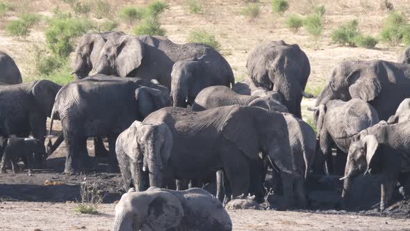 Herd of African Bush elephants at an almost dry waterhole