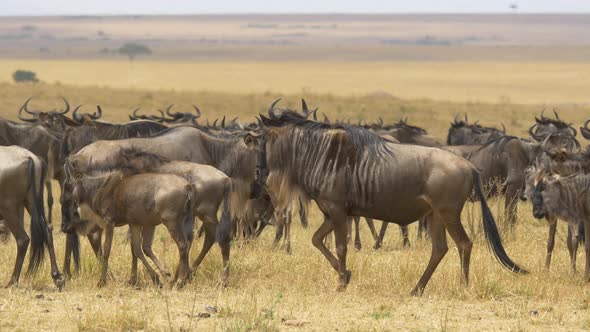 Herd of gnus on dry plains