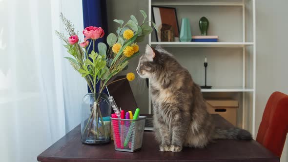 Cat Sitting on Table with Flowers in Living Room