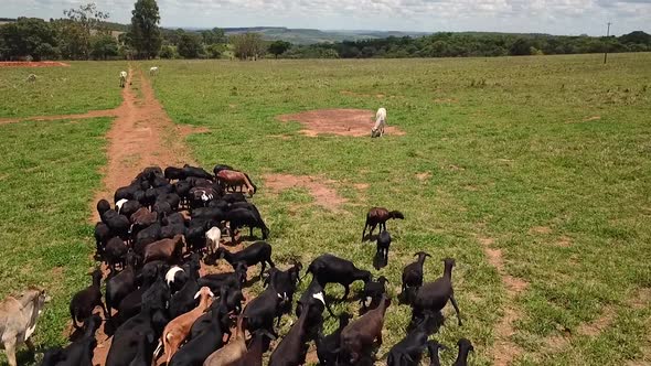 Aerial drone shot flying over a herd of cattle on a ranch in the rural countryside as the cattle run