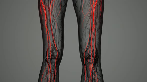 Brain and Nervous System of Human alt