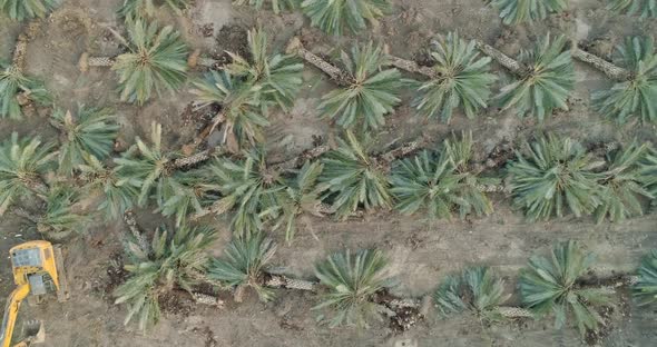 Aerial view of palm trees cut in a field, Dganya, Sea of Galilee, Israel.