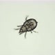 Soil Mite of the Acaridae Family Under a Microscope - VideoHive Item for Sale