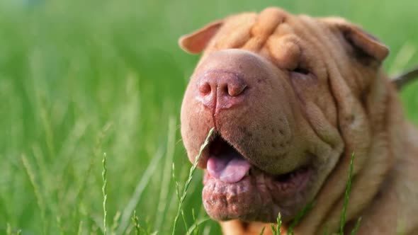 Old Dog with Wrinkled Skin