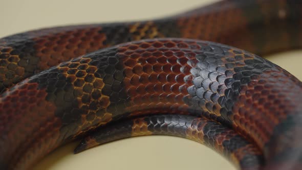 Sinaloan Milk Snake Lampropeltis Triangulum Sinaloae in the Studio on a Beige Background