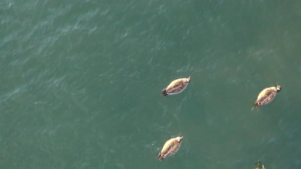 A top down view over ducks swimming in the East River in New York, early on a sunny morning. The riv