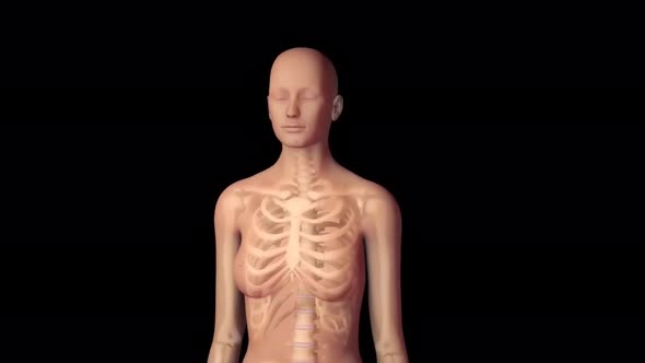 human body organs and veins