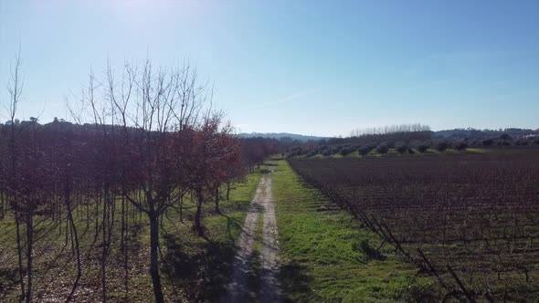 Grape plantation, the vines in the city of Viseu Portugal