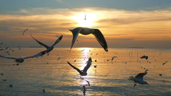 Birds Flying Over Sea at Sunset