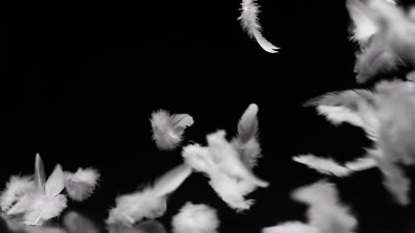 White Feathers Flying In The Wind On Black Background Slowmotion