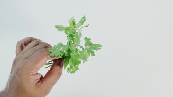 Green Cilantro Herbs In Hand 