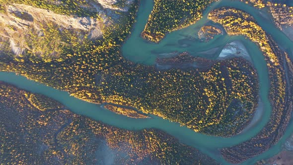 Yellow Larches Meander Chuya River Autumn