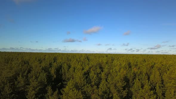 Forests the Green Lungs of the Earth