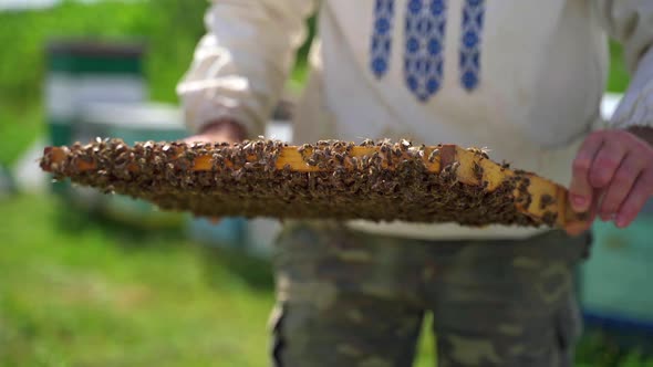 Apiculturist inspects frame with bees. Many insects crawling on a frame. 