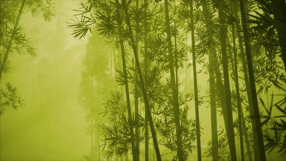 Asian Bamboo Forest with Morning Fog