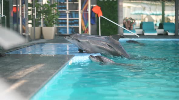 The Girl the Trainer Works with Dolphins