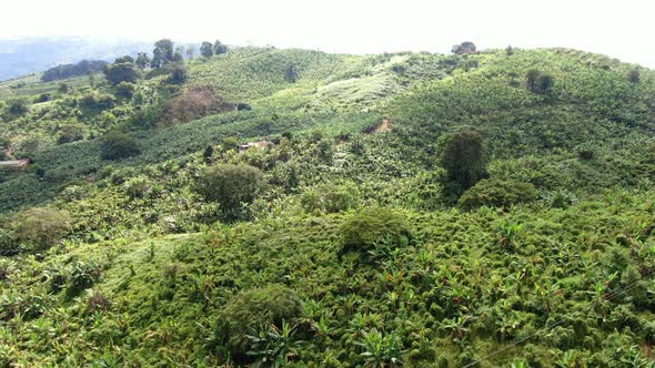 Banana Plantation