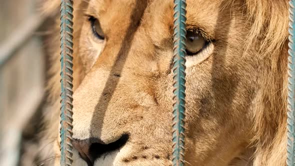 Angry lion in a cage at the zoo. An animal in captivity.